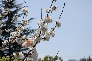 IMG 0007