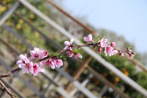 IMG 0009