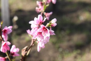 IMG 0015